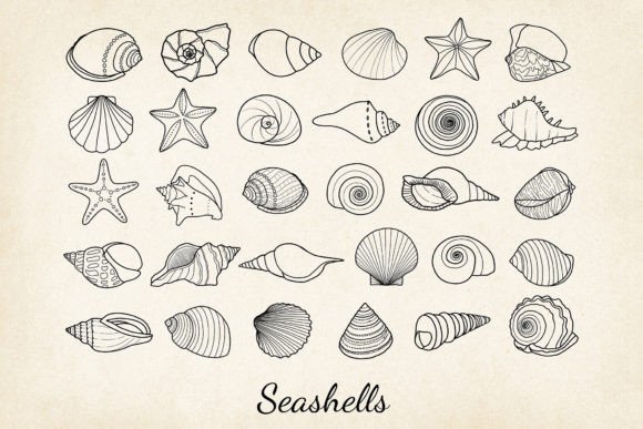 Download 30 X Hand-drawn Seashells SVG, EPS, PNG - Png Collection