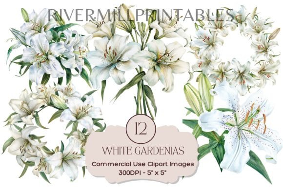 Download White Gardenia Flowers Transparent PNGs - Png Collection