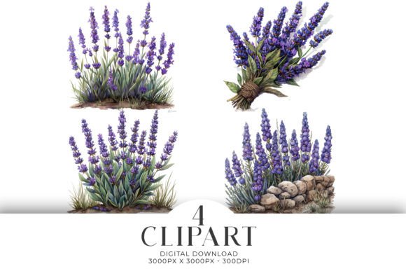 Download Lavender Clipart Watercolour PNG - Png Collection