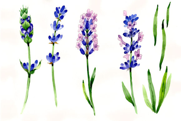 Download Nice Flower Purple Lavender PNG Watercolor Set - Png Collection